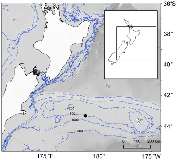 Map of study area east of New Zealand’s South Island and the position of sampling site (black filled circle) on Chatham Rise and 250, 500, 1,000 and 2,000 m water depth contours.