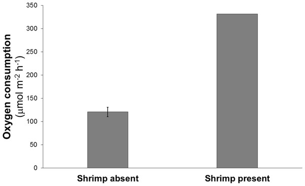 Mean oxygen consumption in four cores without shrimp and one with a single live Eucalastacus cf. torbeni shrimp specimen.
