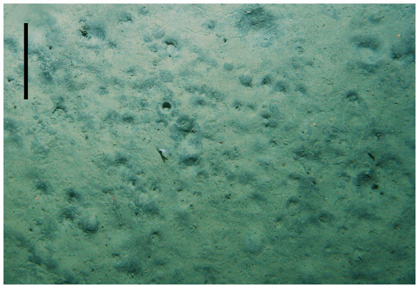 Picture of the seabed taken using NIWA’s Deep Towed Imaging System (DTIS) on 13 June 2013 (RV Tangaroa voyage TAN1306, station 69) taken approximately 300 m away from study site.