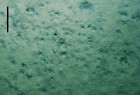 Estimating the effect of burrowing shrimp on deep-sea sediment ...