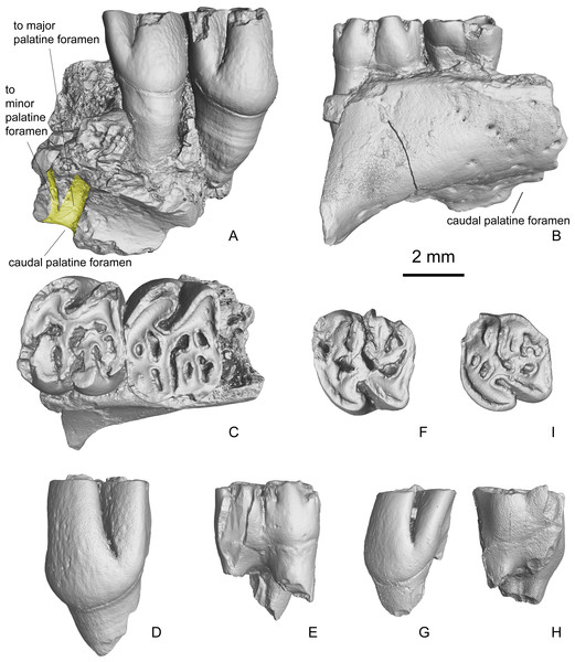 Maxilla and isolated upper cheek teeth referred to Propalaeocastor irtyshensis from Jeminay area, northwestern Xinjiang, China.
