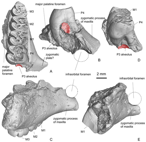 3D virtual reconstruction of the maxillae of Propalaeocastor irtyshensis by the X-ray computed tomography.