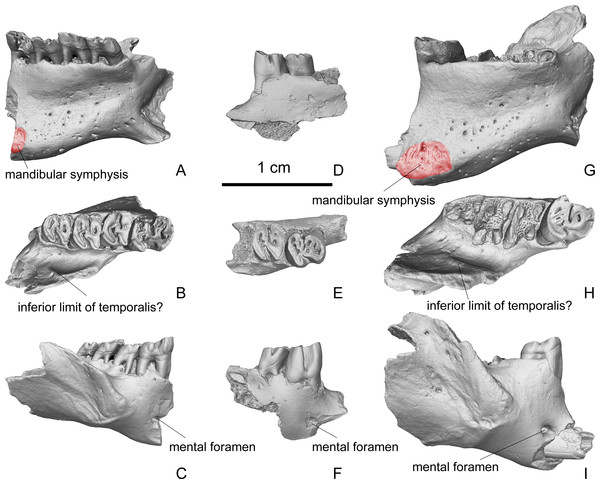Fragmentary dentaries of Propalaeocastor irtyshensis from Jeminay, Xinjiang.