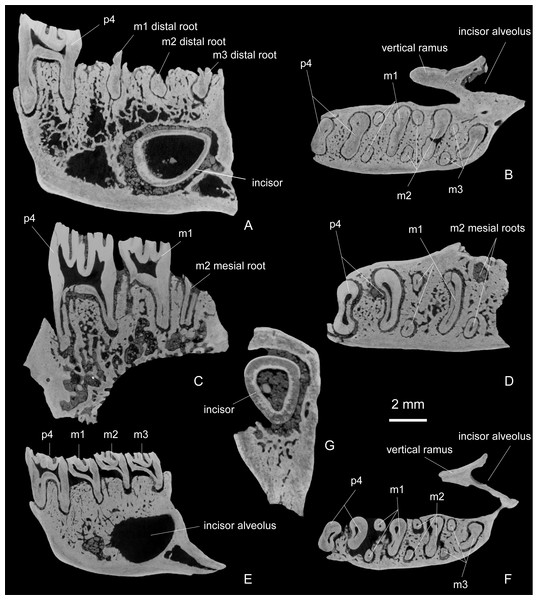 Transverse and sagittal sections of dentaries and transverse section of lower incisor of Propalaeocastor irtyshensis of Jeminay, Xinjiang.
