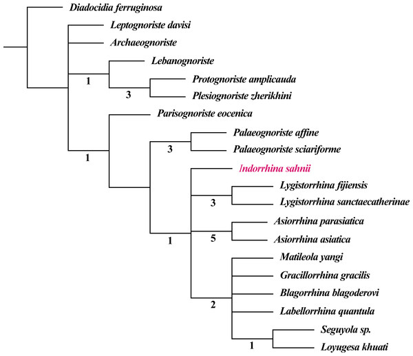 Phylogeny of Lygistorrhinidae. Strict consensus cladogram of 9 MPT (181 steps), based on the matrix of Blagoderov, Hippa & Nel (2010) and including Indorrhina sahnii from Cambay amber.