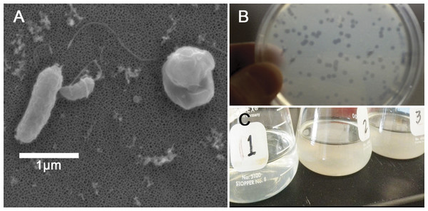 Halobacteriovorax predation of Vibrio spp.
