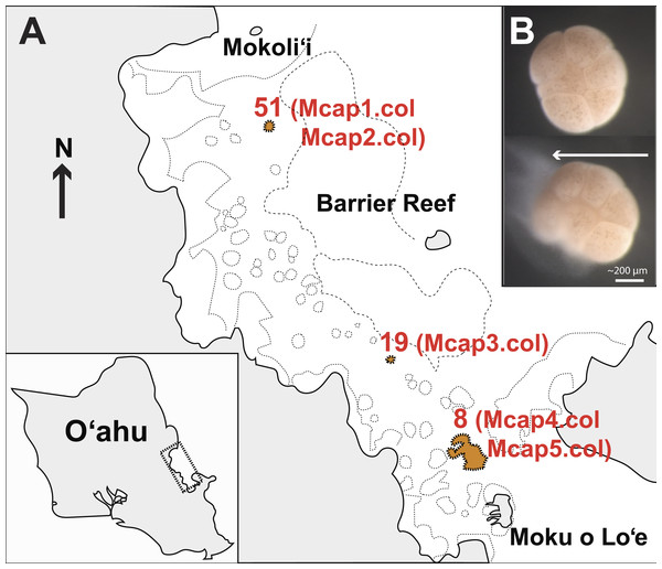 Sampling plan for Montipora capitata in Hawai’i.