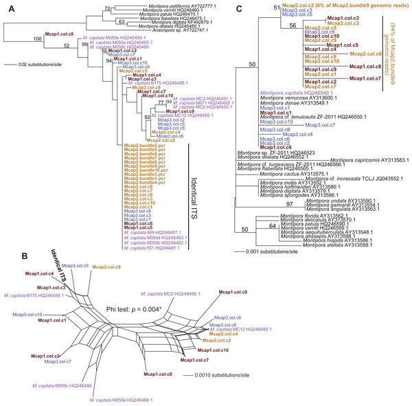 Phylogenetic analysis of ITS1 and MTC data from M. capitata.