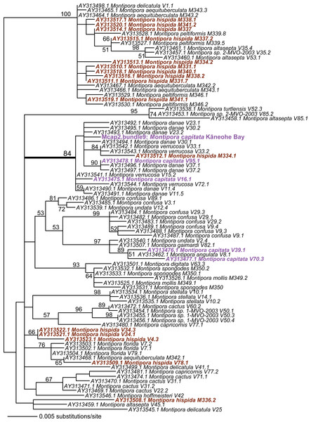 PhyML tree of the partial Pax-C intron region that includes the sequence from Mcap2.bundle9 and the top 100 BLASTN hits from GenBank.