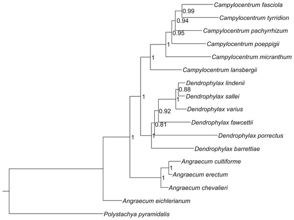 Bayesian inference tree of the combined nuclear ITS and chloroplast trnL-F intergenic spacers for 16 species of Angraecinae and one outgroup species.
