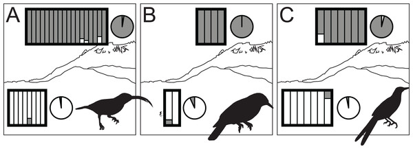 STRUCTURE results for highland (dark gray) and lowland (white) species of Arachnothera (A), Chloropsis (B), and Enicurus (C).