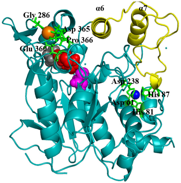 Structure of the closed conformation of T1.