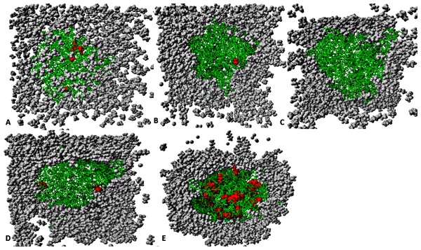 The penetration of organic solvent molecules into the protein as revealed from last trajectory of 40 ns simulations in (A) MtOH-H2O, (B) EtOH-H2O, (C) PrOH-H2O, (D) BtOH-H2O, and (E) PtOH-H2O.