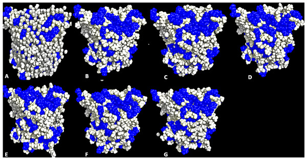 Conformations of exposed hydrophobic residues (blue) of T1 lipase of the last snapshots of 40 ns simulations as compared to (A) crystal structure, (B) H2O, (C) MeOH-H2O, (D) EtOH-H2O, (E) PrOH-H2O, (F) BtOH-H2O, (G) PtOH-H2O solvent mixtures.