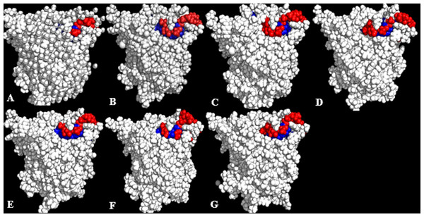 Conformations of exposed (red) and buried (blue) hydrophobic residues constituting the lid regions of T1 lipase of the last snapshots of 40 ns simulations as compared to (A) crystal structure, (B) H2O, (C) MtOH-H2O, (D) EtOH-H2O, (E) PrOH-H2O, (F) BtOH-H2O, (G) PtOH-H2O.