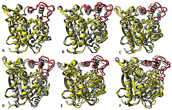 representative structures of the last 40 ns of T1 lipase (yellow) in different solvent mixtures (A) H2O, (B) MtOH-H2O, (C) EtOH-H2O, (D) PrOH-H2O, (E) BtOH-H2O and (F) PtOH-H2O superposed with the reference crystallographic structure (gray).