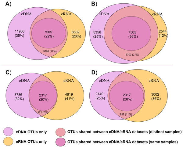 Venn diagrams displaying shared and unshared operational taxonomic units (OTUs) among environmental DNA (eDNA) and RNA (eRNA) amplicons of the bacteria (A, B) and eukaryote (C, D) datasets.