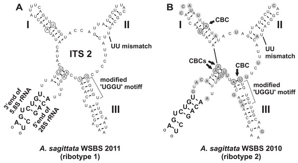 Predicted secondary structures of ITS2 transcripts of two Ancora sagittata ribotypes demonstrating differences between them.