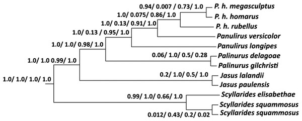 A Molecular Phylogeny Of The Spiny Lobster Panulirus Homarus Highlights ...