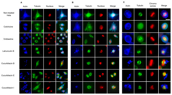 The effects of cucurbitacins on Hela mitotic cells using immunofluorescence staining.