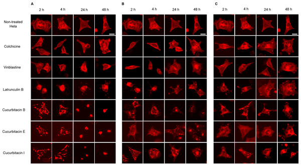 Cucurbitacins changed the cell morphology and reduced the mass of actin filaments after 24 h treatment.