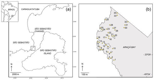 Map showing the location of the study area (A) and the sampling sites in the intertidal area of Araçá Bay (B).