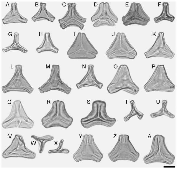 LM micrographs (polar views) of all fossil Loranthaceae morphotypes.