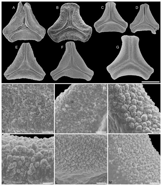 SEM micrographs of fossil Loranthaceae pollen with affinity to crown group Lorantheae and comparable extant pollen.