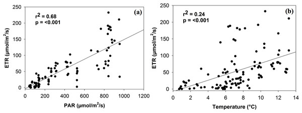Linear relationship between electron transport rate (ETR) and the density of photosynthetically active radiation (PAR) (A) and temperature (B).