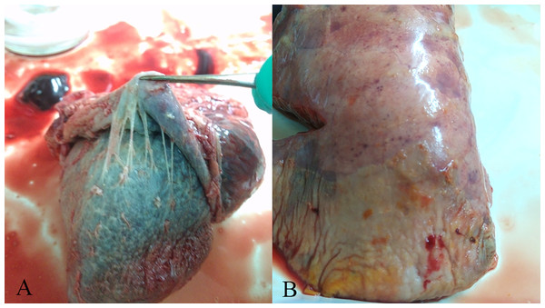 Gross lesions in H. parasuis infected pigs.