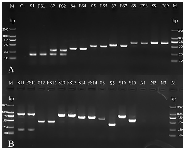 mPCR of serotyping for H. parasuis field isolates and standard strains.