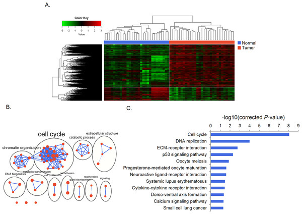 Differential gene expression and functional enrichment analysis.