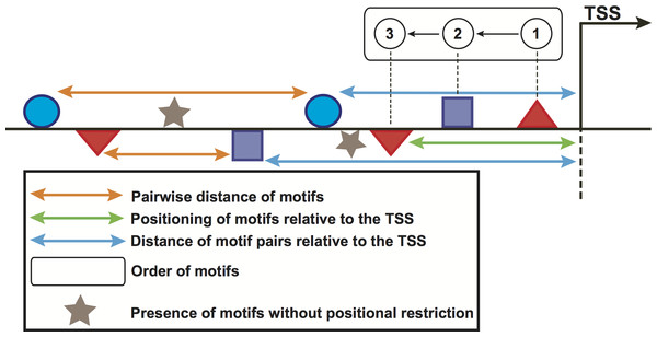 Schematic representation of the computed features in promoter regions of stage-expressed genes.