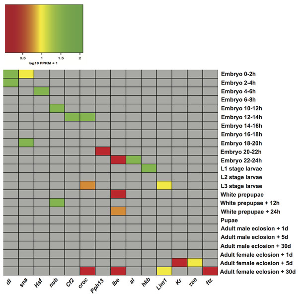 Heatmap of the expression level of transcription factor genes in specific developmental stages.