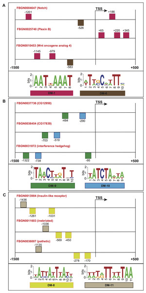 Schematic representation of the promoter regions of three genes involved in (A) motor neuron axon guidance, signal peptide and developmental protein, (B) immunoglobulin-like domain/fold, immunoglobulin subtype 2 and immunoglobulin subtype/domain, and (C) neurogenesis.