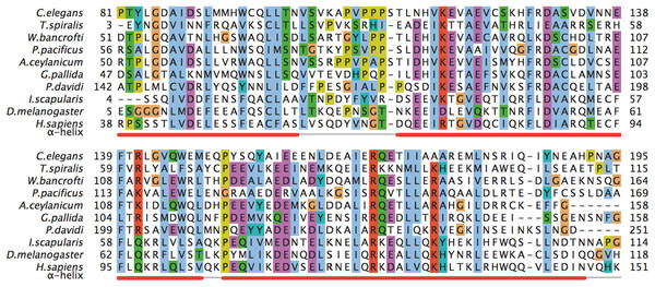 A multiple sequence alignment of selected metazoan homologues of MED28 compared with F28F8.5.