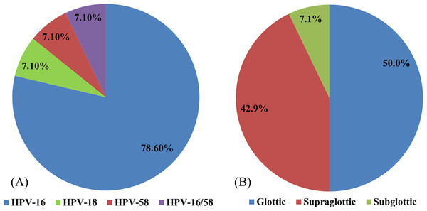 The distributions of different HPV types.