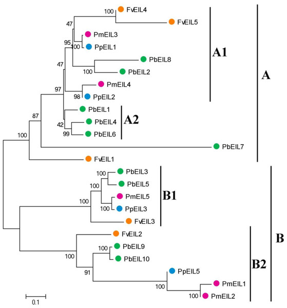 Phylogenetic tree of EIN3/EIL proteins from pear, peach, mei and strawberry.