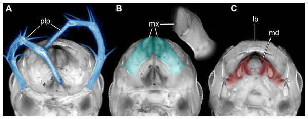 Head of the extant scutigeromorph Scutigera coleoptrata in ventral view, composite autofluorescence image.