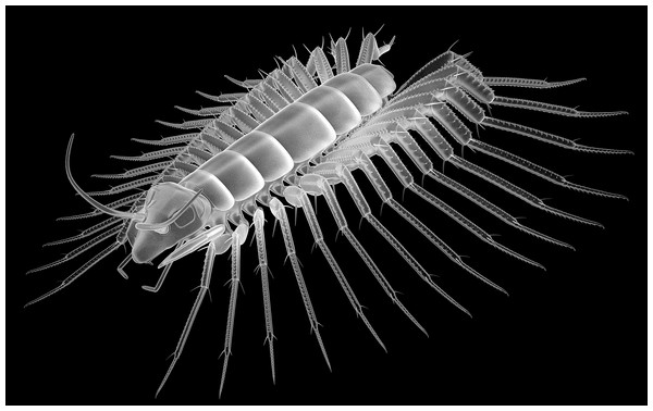Newly suggested, highly speculative interpretation of Rhyniognatha hirsti as a Crussolum-like centipede.