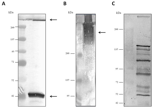 Western blot analysis of the Clostridium septicum extracellular medium using our anti-Clostridium septicum alpha toxin and the Clostridium septicum (Gas-Gangrene) antitoxin (NIBSC code: VI).