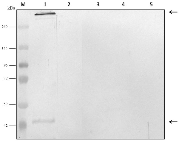 Analysis of the specificity of the anti-Clostridium septicum alpha toxin by western blotting with other Clostridium spp.