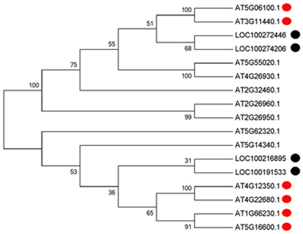 Phylogenetic analysis of the four MYB transcription factors with the 13 MYBs of Arabidopsis.