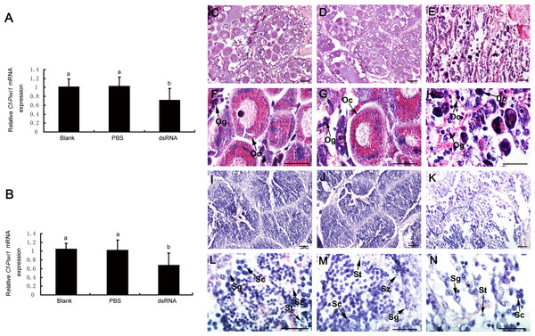 Expression of Cf-Piwi1 mRNA and histology of scallop gonads after RNAi.