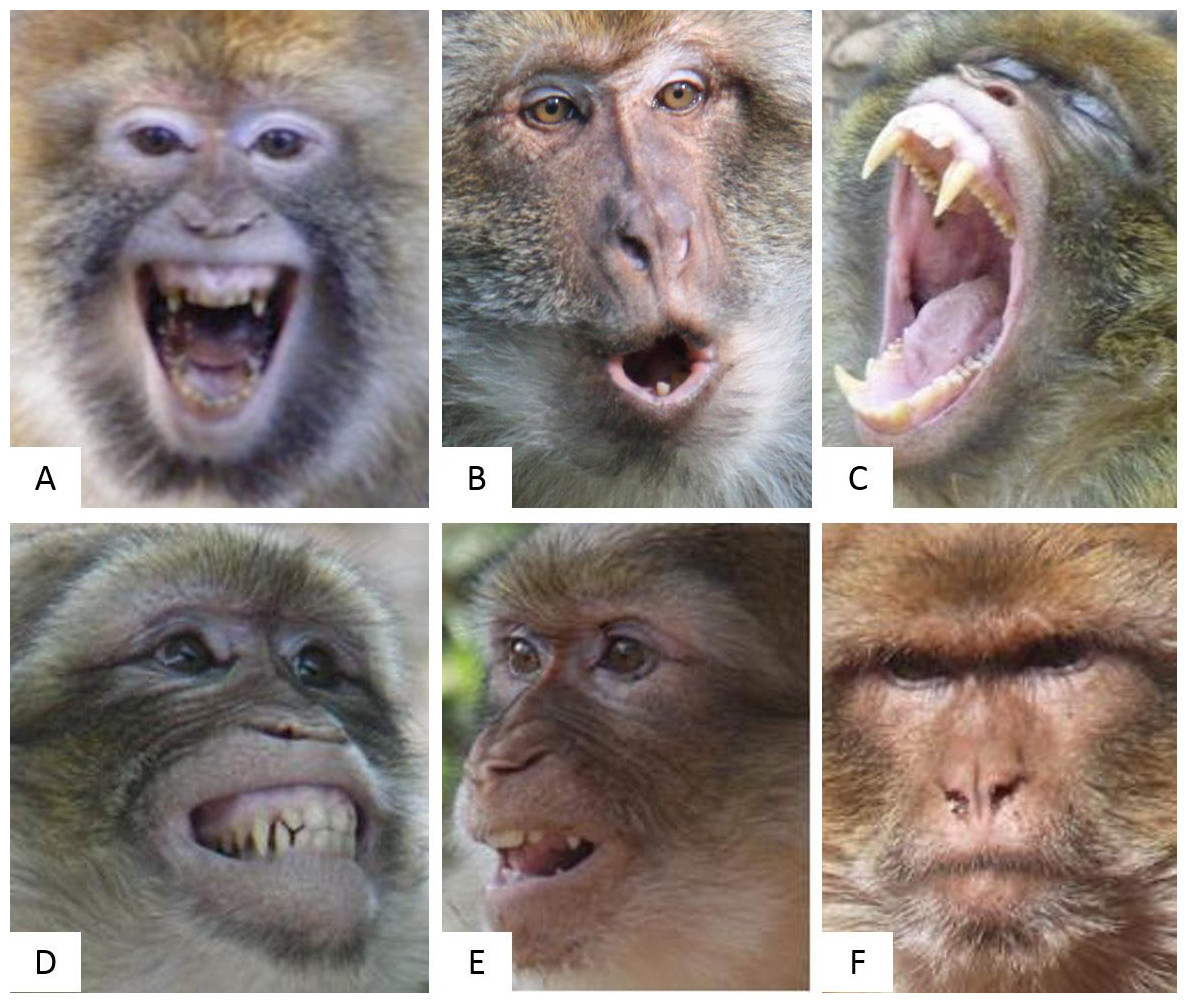 Мимика обезьян