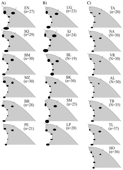 Median dorsal fin contours by study areas ( N = 533 dorsal fins).