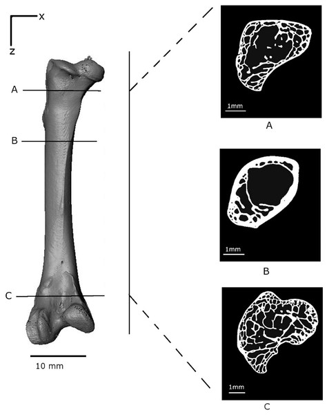 Volume reconstruction of the Branta leucopsis femur prior to loading (scan 0).