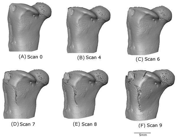 3D volume reconstruction of the macro-scale cracking.