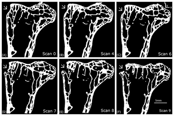 Longitudinal 2D tomography slices displaying the macroscopic crack.