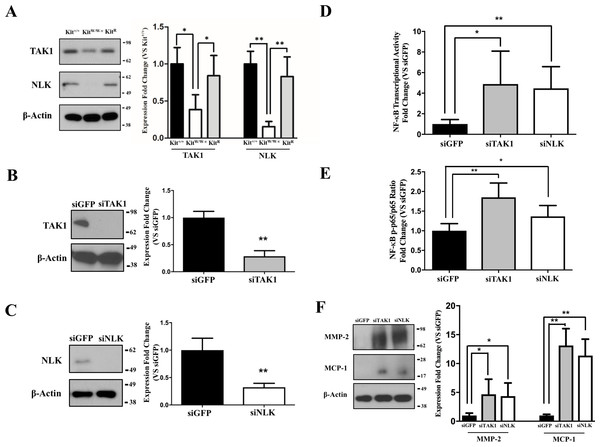 c-Kit inhibits NF-κB activity in smooth muscle cells (SMC) through the actions of TAK1 and NLK.